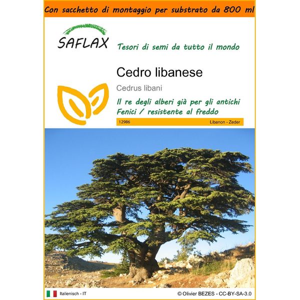 Saflax Garden In The Bag - Cedro Libanese - 20 Semi - Cedrus-image