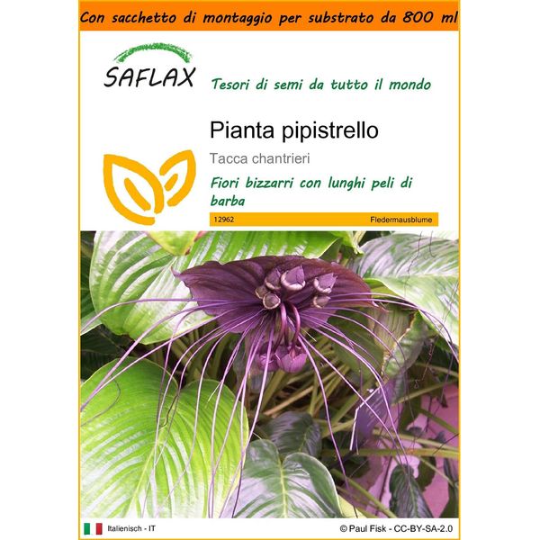 Saflax Garden In The Bag - Pianta Pipistrello - 10 Semi - Tacca-image