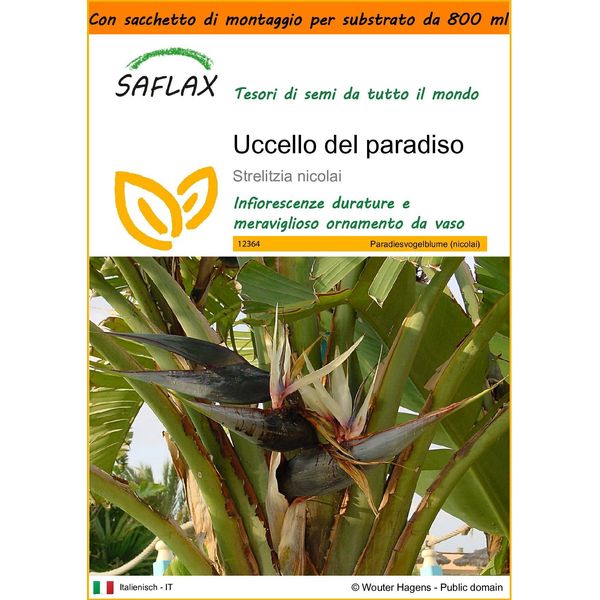 Saflax Garden In The Bag - Uccello Del Paradiso - 5 Semi - Strelitzia-image