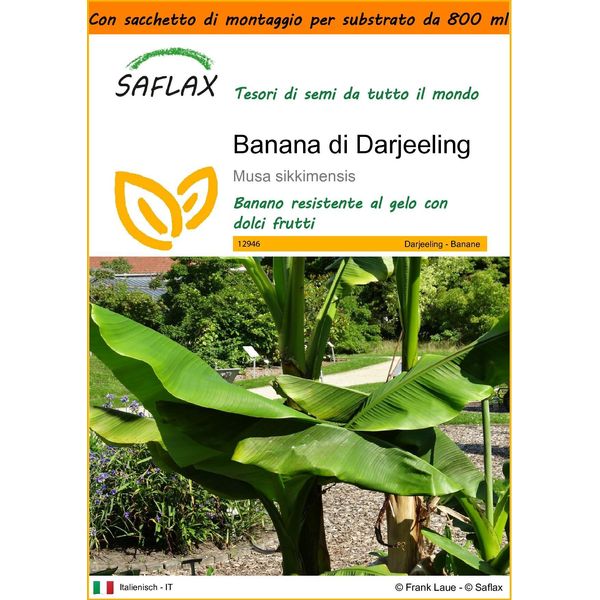 Saflax Garden In The Bag - Banana Di Darjeeling - 5 Semi - Musa-image