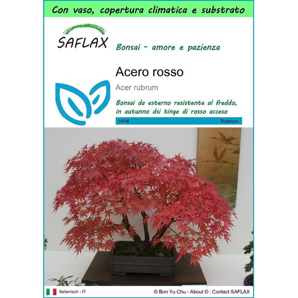Saflax Garden To Go - Acero Rosso - 20 Semi - Acer-image