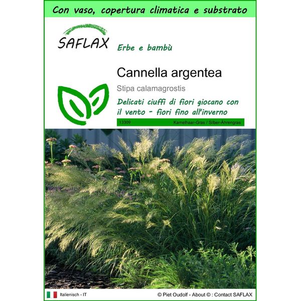 Saflax Garden To Go - Cannella Argentea - 50 Semi - Stipa-image
