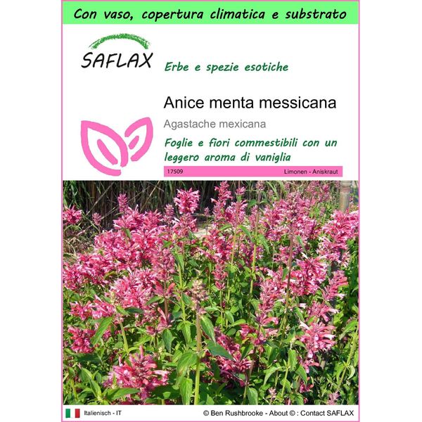 Saflax Garden To Go - Anice Menta Messicana - 50 Semi - Agastache-image