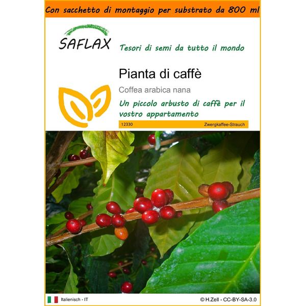 Saflax Garden In The Bag - Pianta Di Caffè - 8 Semi - Coffea-image