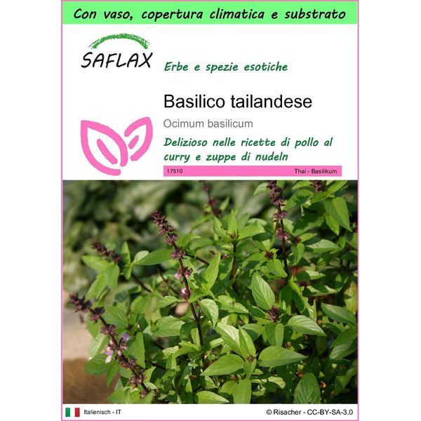Saflax Garden To Go - Basilico Tailandese - 200 Semi - Ocimum-image