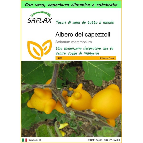 Saflax Garden To Go - Albero Dei Capezzoli - 10 Semi - Solanum-image