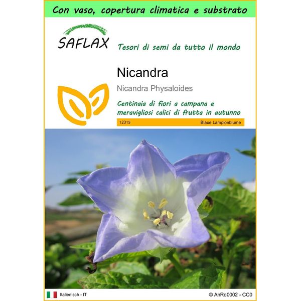 Saflax Garden To Go - Nicandra - 100 Semi - Nicandra-image