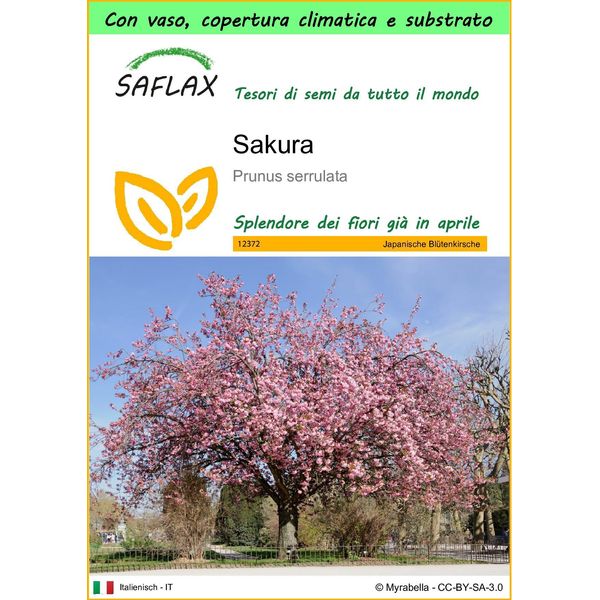 Saflax Garden To Go - Sakura - 30 Semi - Prunus-image