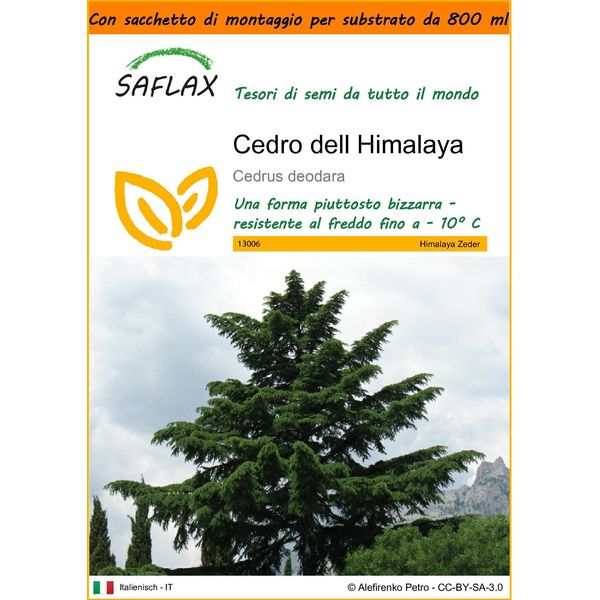 Saflax Garden In The Bag - Cedro Dell Himalaya - 35 Semi - Cedrus-image