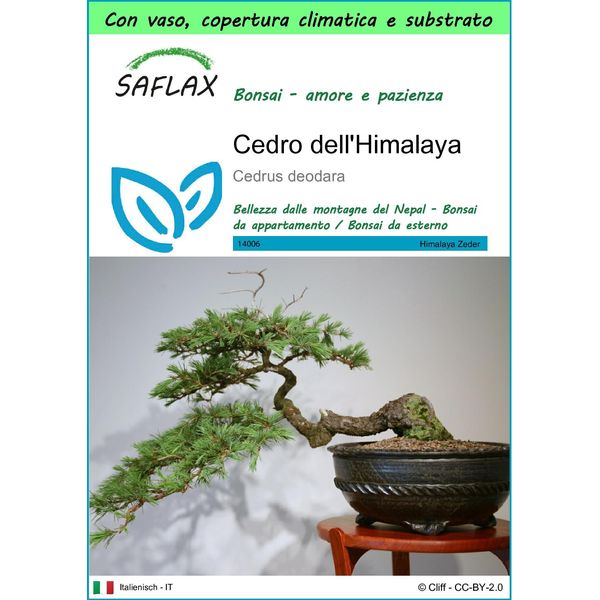 Saflax Garden To Go - Cedro Dell'himalaya - 35 Semi - Cedrus-image