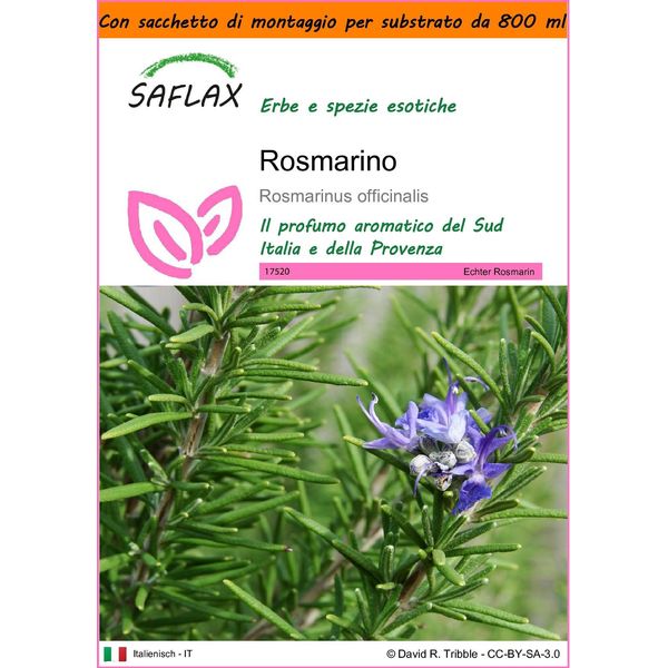 Saflax Garden In The Bag - Rosmarino - 100 Semi - Rosmarinus-image
