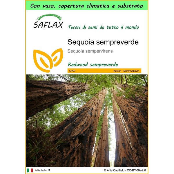 Saflax Garden To Go - Sequoia Sempreverde - 50 Semi - Sequoia-image