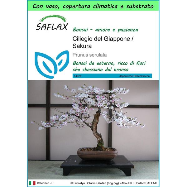 Saflax Garden To Go - Ciliegio Del Giappone / Sakura - 30 Semi - Prunus-image