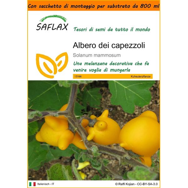 Saflax Garden In The Bag - Albero Dei Capezzoli - 10 Semi - Solanum-image