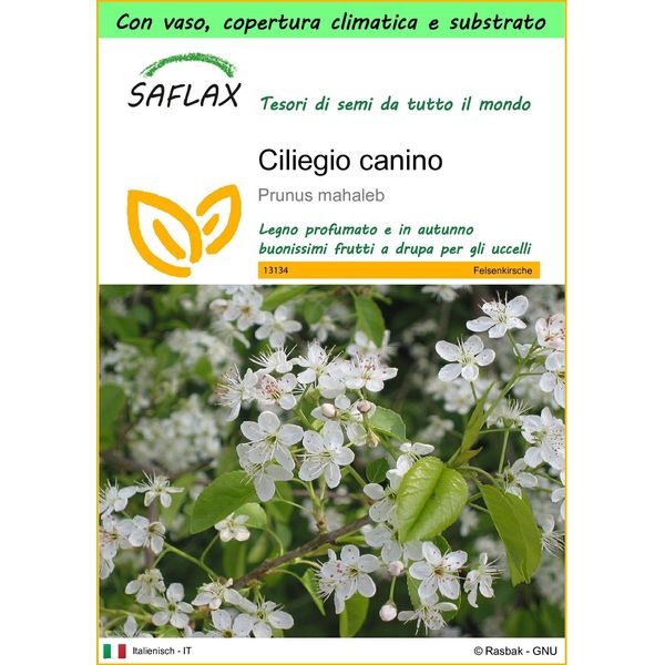 Saflax Garden To Go - Ciliegio Canino - 30 Semi - Prunus-image