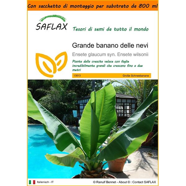 Saflax Garden In The Bag - Grande Banano Delle Nevi - 10 Semi - Ensete-image