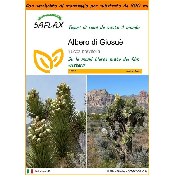 Saflax Garden In The Bag - Albero Di Giosuè - 10 Semi - Yucca-image