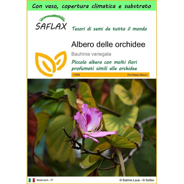 Saflax Garden To Go - Albero Delle Orchidee - 8 Semi - Bauhinia-image
