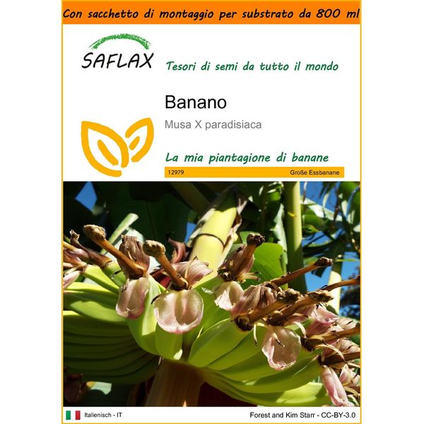 Saflax Garden In The Bag - Banano - 10 Semi - Musa-image