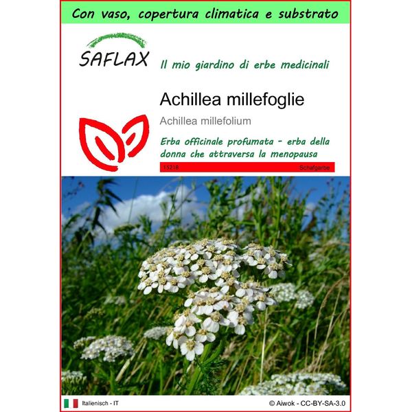 Saflax Garden To Go - Achillea Millefoglie - 200 Semi - Achillea-image