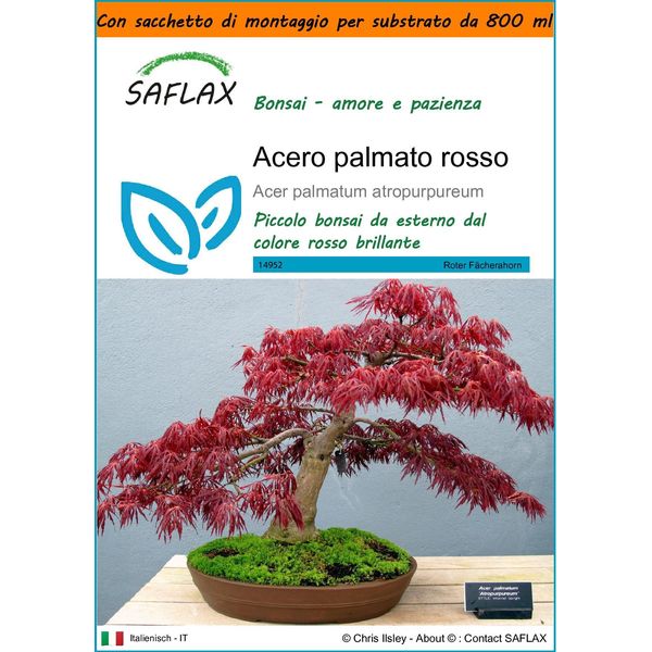 Saflax Garden In The Bag - Acero Palmato Rosso - 20 Semi - Acer-image