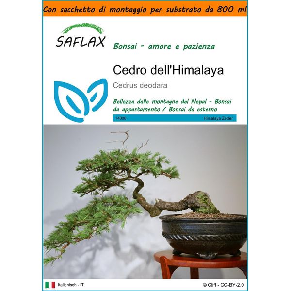 Saflax Garden In The Bag - Cedro Dell'himalaya - 35 Semi - Cedrus-image