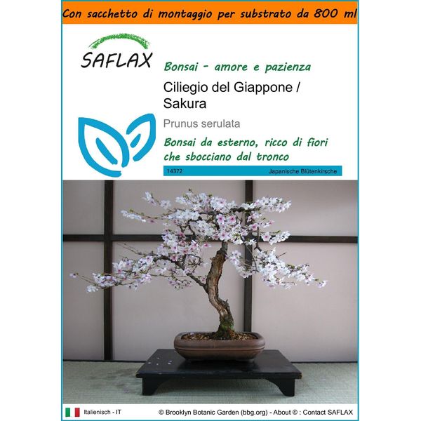 Saflax Garden In The Bag - Ciliegio Del Giappone / Sakura - 30 Semi - Prunus-image