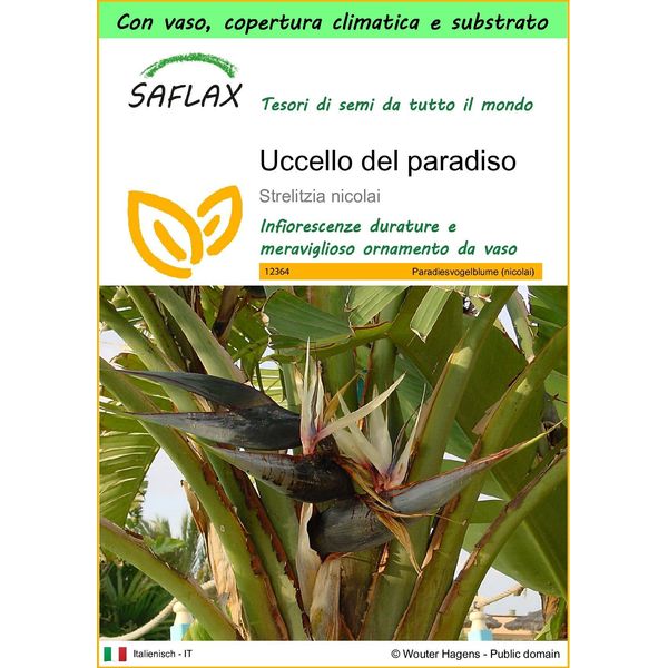 Saflax Garden To Go - Uccello Del Paradiso - 5 Semi - Strelitzia-image