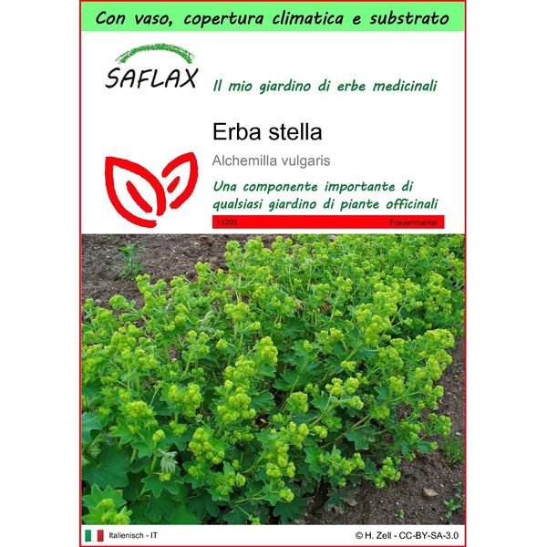 Saflax Garden To Go - Erba Stella - 100 Semi - Alchemilla-image