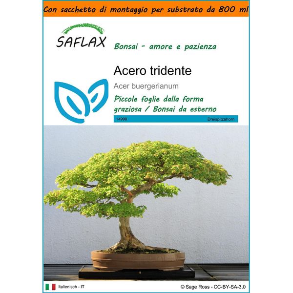 Saflax Garden In The Bag - Acero Tridente - 30 Semi - Acer-image