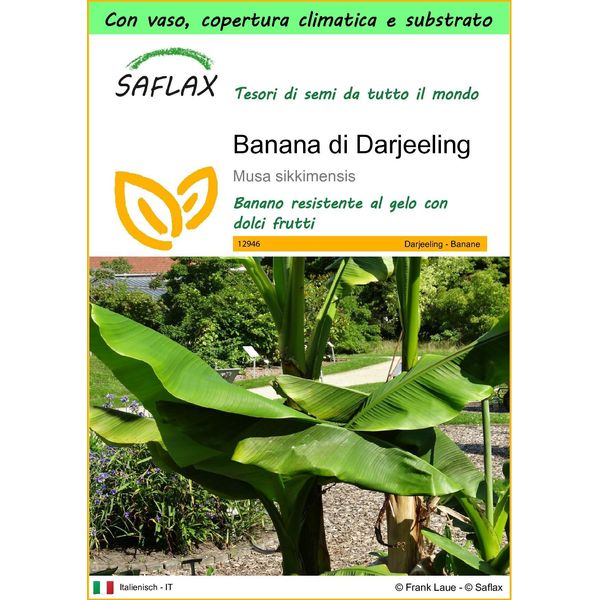 Saflax Garden To Go - Banana Di Darjeeling - 5 Semi - Musa-image