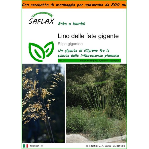 Saflax Garden In The Bag - Lino Delle Fate Gigante - 10 Semi - Stipa-image
