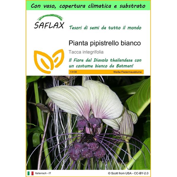 Saflax Garden To Go - Pianta Pipistrello Bianco - 10 Semi - Tacca-image