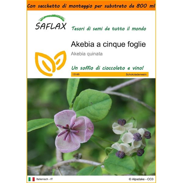 Saflax Garden In The Bag - Akebia A Cinque Foglie - 10 Semi - Akebia-image