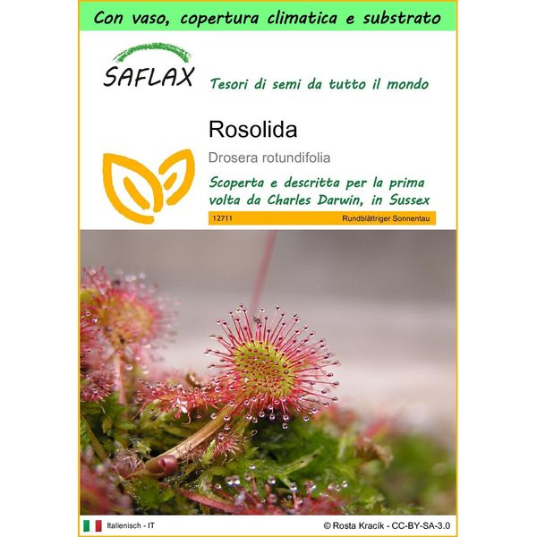 Saflax Garden To Go - Rosolida - 50 Semi - Drosera-image