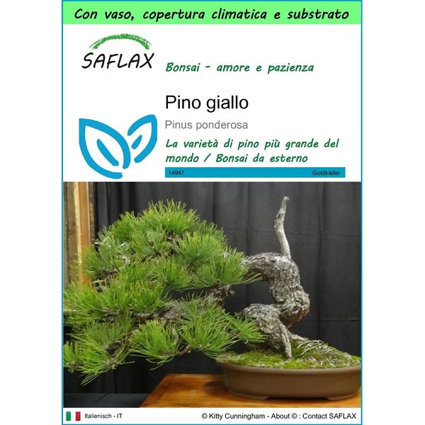 Saflax Garden To Go - Pino Giallo - 20 Semi - Pinus-image