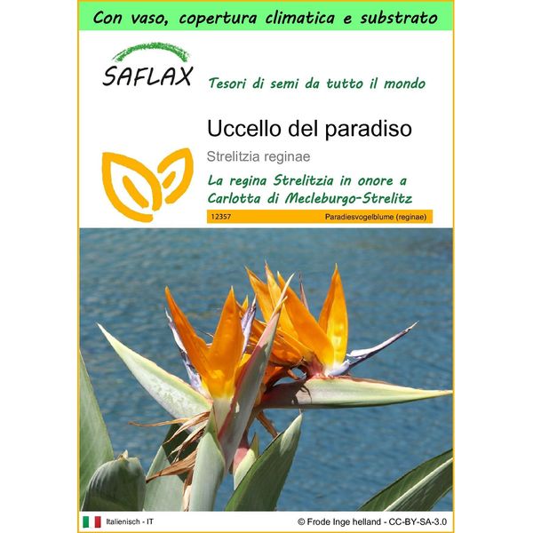 Saflax Garden To Go - Uccello Del Paradiso - 5 Semi - Strelitzia-image