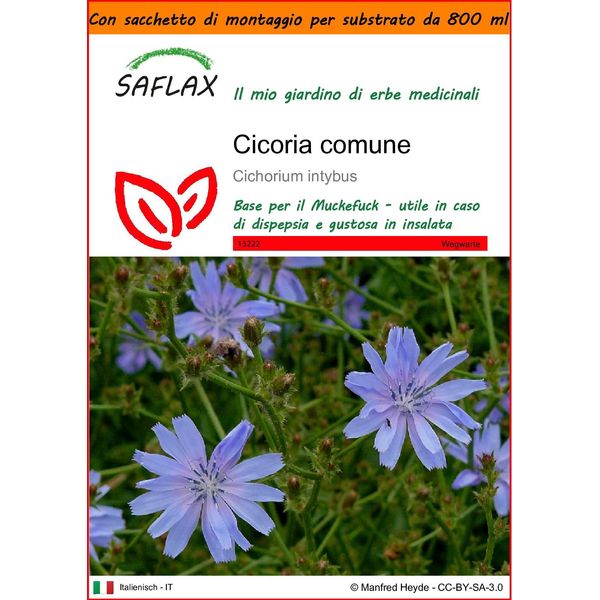 Saflax Garden In The Bag - Cicoria Comune - 250 Semi - Cichorium-image