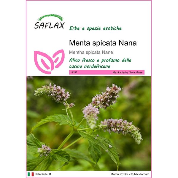 Saflax - Menta Spicata Nana - 500 Semi - Mentha-image