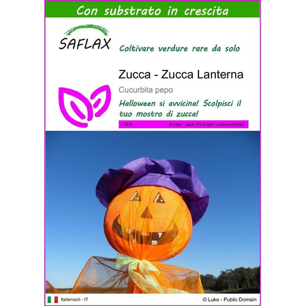 Saflax - Zucca - Zucca Lanterna - 10 Semi - Con Substrato - Cucurbita-image
