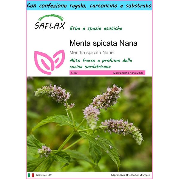 Saflax Set Regalo - Menta Spicata Nana - 500 Semi - Mentha-image