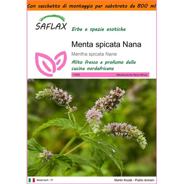 Saflax Garden In The Bag - Menta Spicata Nana - 500 Semi - Mentha-image