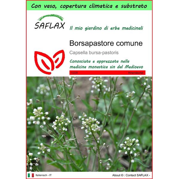 Saflax Garden To Go - Borsapastore Comune - 1000 Semi - Capsella-image