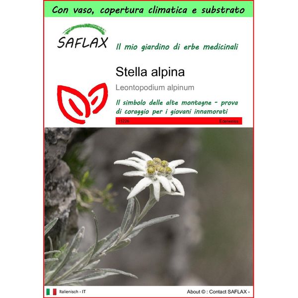 Saflax Garden To Go - Stella Alpina - 500 Semi - Leontopodium-image