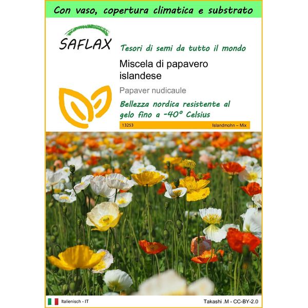 Saflax Garden To Go - Miscela Di Papavero Islandese - 8000 Semi - Papaver-image