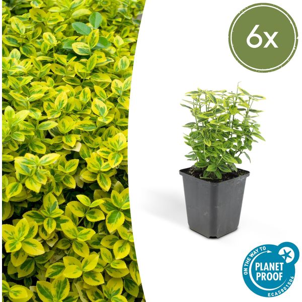 Copertura Del Terreno - Fuso Strisciante - Euonymus Fortunei 'Emerald Gold' - Vaso Da 9 Cm - Set Di 6 Piante-image