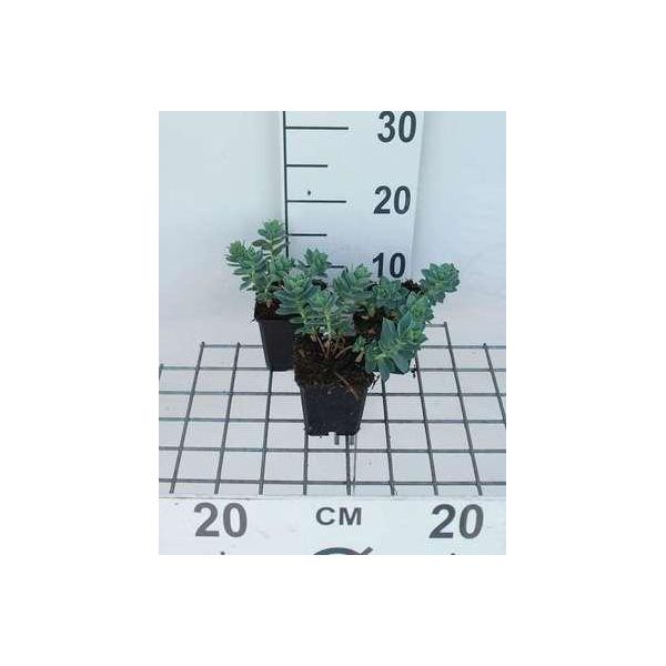 6 X Euphorbia Myrsinites - Euforbia - Vaso 9 X 9 Cm-image