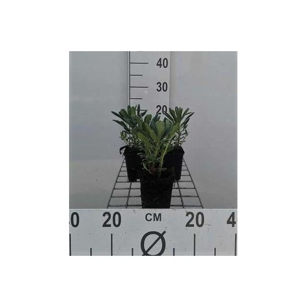 6 X Euphorbia Characias - Euforbia - Vaso 9 X 9 Cm-image
