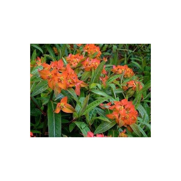 6 X Euphorbia Griffithii 'Fireglow' - Euforbia - Vaso 9 X 9 Cm-image
