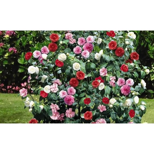 3X Camelia (Camellia Japonica) In Rosso, Rosa E Bianco - Camelie-image